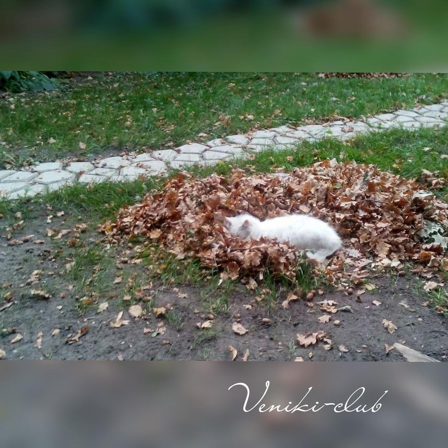 Veniki-Club Hotel Vorzelʼ Eksteriør billede